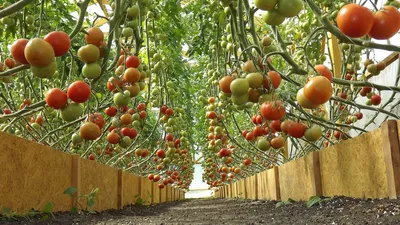 Fresh Vegetables | Ozerne