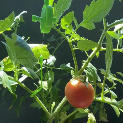 Подвязка помидор в теплице фото фото