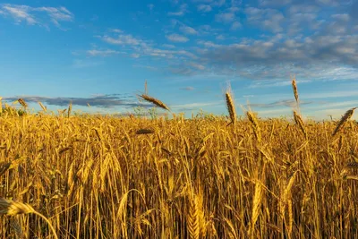 Пшеница Поле Пшеницы - Бесплатное фото на Pixabay - Pixabay