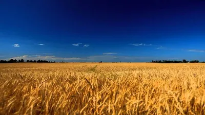 Поле Пшеницы, Свежие Урожай Пшеницы. Фотография, картинки, изображения и  сток-фотография без роялти. Image 27769470