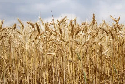 Красивое поле пшеницы (54 фото) - 54 фото