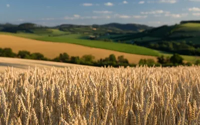 Пшеничное поле | Пшеничные поля, Позы моделей, Модели
