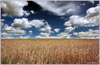 Поле пшеницы и голубое небо Стоковое Фото - изображение насчитывающей  ландшафт, естественно: 10671268