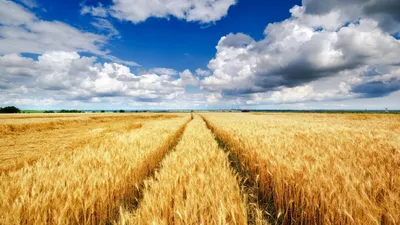 Пшеничное поле картинки - 72 фото