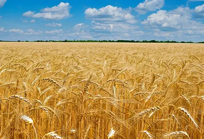 Пшеничное Поле Пшеница Пшеницы - Бесплатное фото на Pixabay - Pixabay