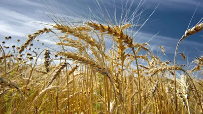 Вертикальные фермы» помогут получать в 600 раз больше зерна