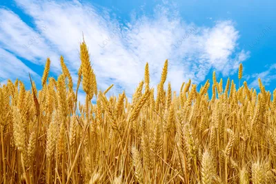 Бесплатные Поле пшеницы стоковые фотографии | FreeImages