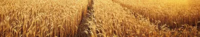 Семейная летняя фотосессия в поле пшеницы - Семейный и детский фотограф  Елена Вощикова