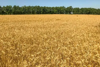 Роботы в поле: нейросеть повысит урожайность пшеницы на 20% | Статьи |  Известия