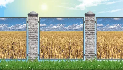 Рассвет в поле пшеницы фотография Stock | Adobe Stock