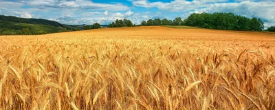 Золотистые поля пшеницы • Secret land