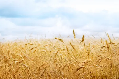 Поле пшеницы » ImagesBase - Обои для рабочего стола
