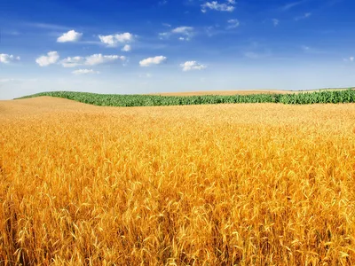 Поле спелой пшеницы (50 фото) - 50 фото