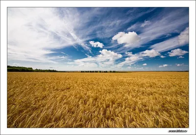 Поле пшеницы - 59 фото