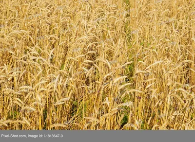 Поле Пшеницы Фотография, картинки, изображения и сток-фотография без  роялти. Image 38870526
