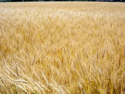 Поле пшеницы на фоне голубого неба | Премиум Фото