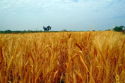 Фон поле пшеницы - 55 фото