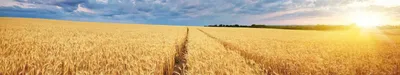 немного золотой пшеницы в поле с голубым небом и облаками, колосья пшеницы,  Hd фотография фото, небо фон картинки и Фото для бесплатной загрузки