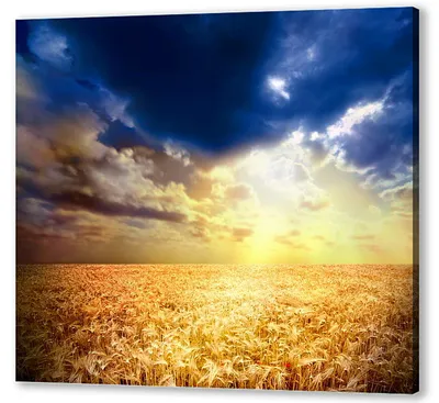 Поле пшеницы фото, фотогалерея фотохудожника 2012