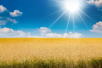 Бесплатное изображение: сельское хозяйство, Пшеничное поле, Пшеница,  сельских районах, сельской местности, трава, рассвет, пейзаж, закат, поле