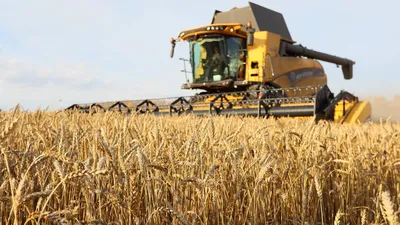 поле пшеницы летом :: Стоковая фотография :: Pixel-Shot Studio