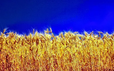 девушка в поле пшеницы с венком из полевых цветов Stock Photo | Adobe Stock