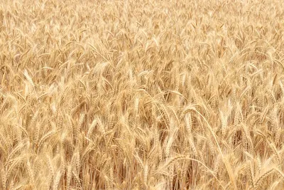 В Белинском районе выгорело поле пшеницы