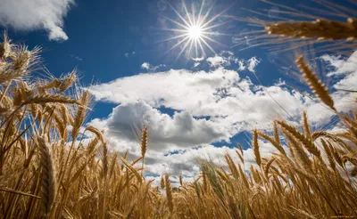 Разряд молнии поджег поле пшеницы в Волгоградской области