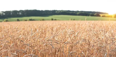 В июне экспорт пшеницы из России существенно снизится — «Русагротранс»