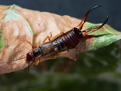 6 полезных видов насекомых в саду и огороде | PetZona - канал о животных |  Дзен