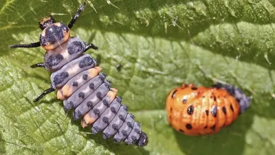 Полезные жуки: какие насекомые охотятся на вредителей сада и огорода