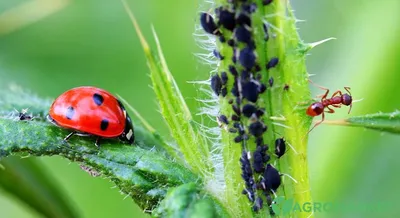 Корисні комахи для вашого саду - Agro-market
