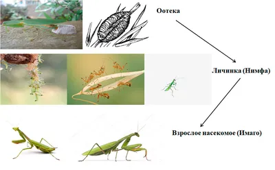 Полезные насекомые для сада и огорода: с фото и описанием