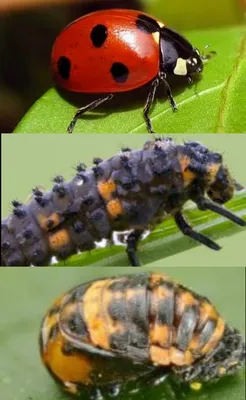 Полезные насекомые и животные на даче и огороде. | Пикабу