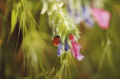 Полезные насекомые в саду . Как привлечь насекомых? Список, описание, виды,  фото — Ботаничка