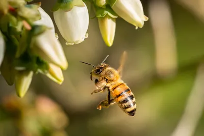 Полезные насекомые в саду: как привлечь и сохранить естественных союзников  в борьбе с вредителями | Тоцкая Перепёлка | Дзен