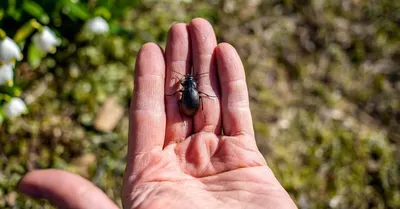 Полезные жуки, которых не стоит истреблять в саду, огороде и на цветах |  Дела огородные (Огород.ru)