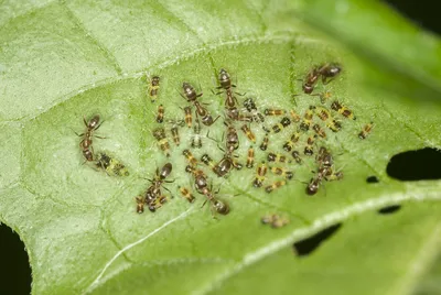 Чем обработать огород от вредителей - виды насекомых и методы борьбы — УНИАН