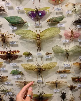 Инсект-отели или о том, как привлечь полезных насекомых