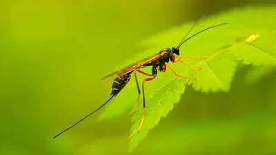 Как избавиться от муравьев в огороде: простые способы без химии - 13 мая  2023 - НГС