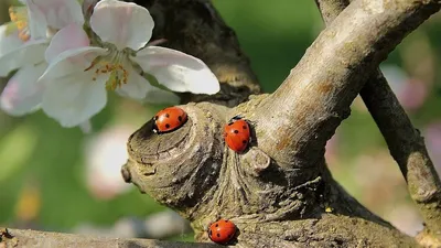 Полезные насекомые в саду: как привлечь насекомых, которые уничтожат  вредителей