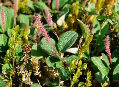 Salix polaris - Image of an specimen - Plantarium