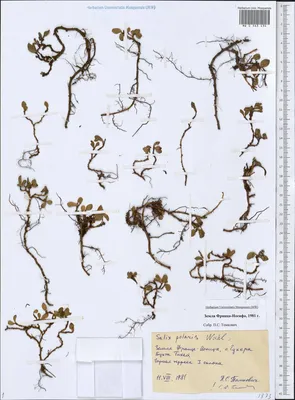 Salix polaris - Image of an specimen - Plantarium