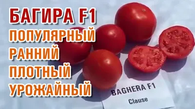 Томат \"Багира F1\" (Clause) купить почтой в Украине| \"Фазенда\"