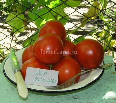Томат Дар Заволжья, 25 шт., купить в интернет магазине Seedspost.ru