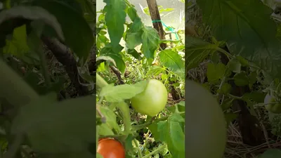 Дар Заволжья розовый - Альбомы - tomat-pomidor.com