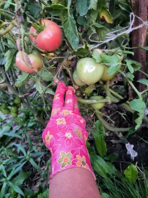Семена инкрустированного томата Дар заволжья розовый 3 г - купить в Украине  - westgard.com.ua