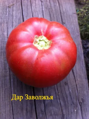 Семена томата Дар Заволжья | Сравнить цены и купить на Prom.ua