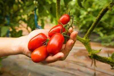 Ученые вернули на грядки знаменитые волгоградские помидоры