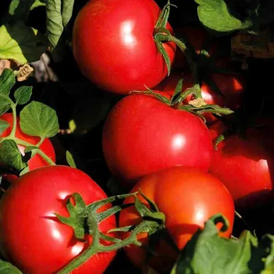 Купить Дар Заволжья F1 50 сем. Элитный ряд | Цена, фото и описание семян  томата
